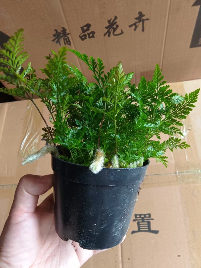 狼尾蕨