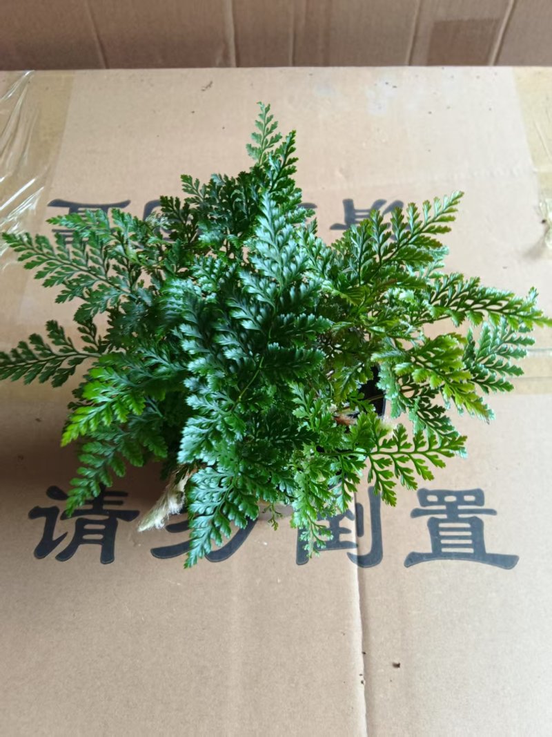 狼尾蕨