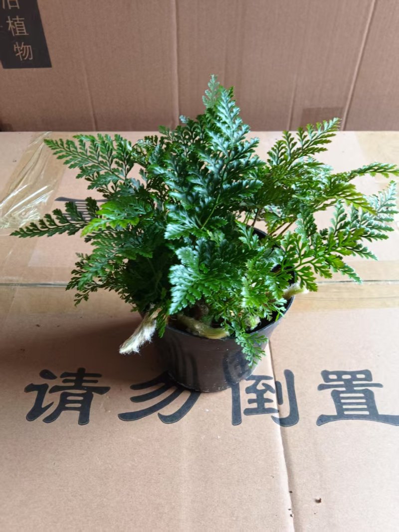 狼尾蕨