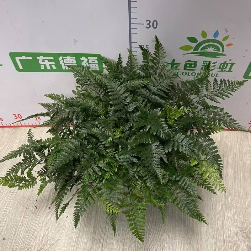 狼尾蕨