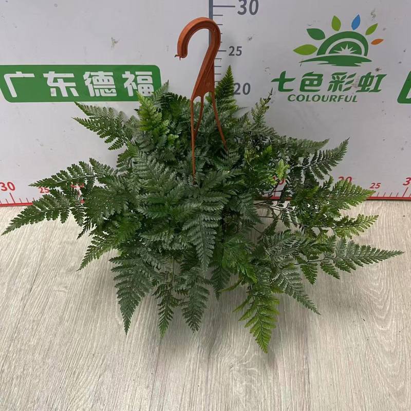 狼尾蕨