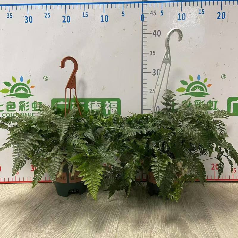 狼尾蕨