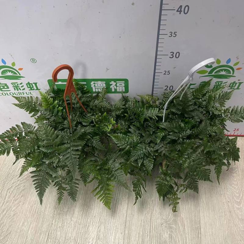 狼尾蕨