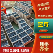 【优选】山东蓝莓16-18-20规格L25F6优瑞卡L量大