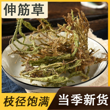 正宗云南野生伸筋草500g中药材正品新货新鲜伸筋草透骨草