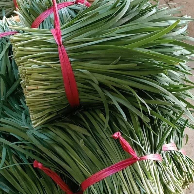 精品韭菜产地直发一手货源对接市场货源充足