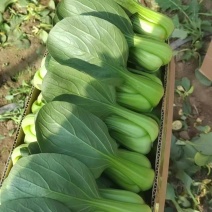 青菜，上海青，油菜改良金品28，品质保障，欢迎咨询
