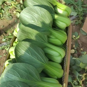 青菜，上海青，油菜改良金品28，品质保障，欢迎咨询
