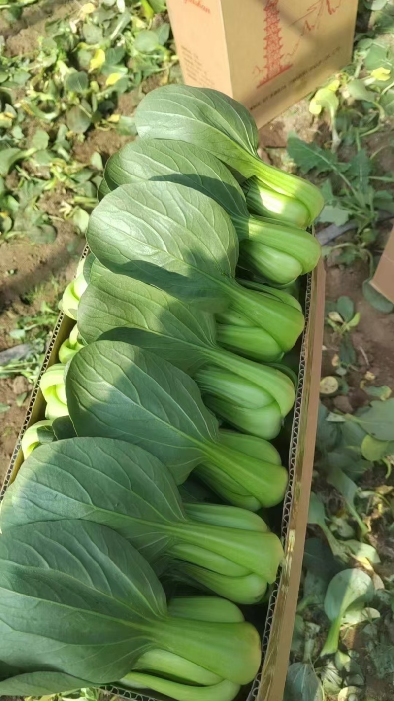 青菜，上海青，油菜改良金品28，品质保障，欢迎咨询