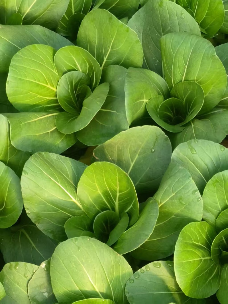 青菜，上海青，油菜改良金品28，品质保障，欢迎咨询