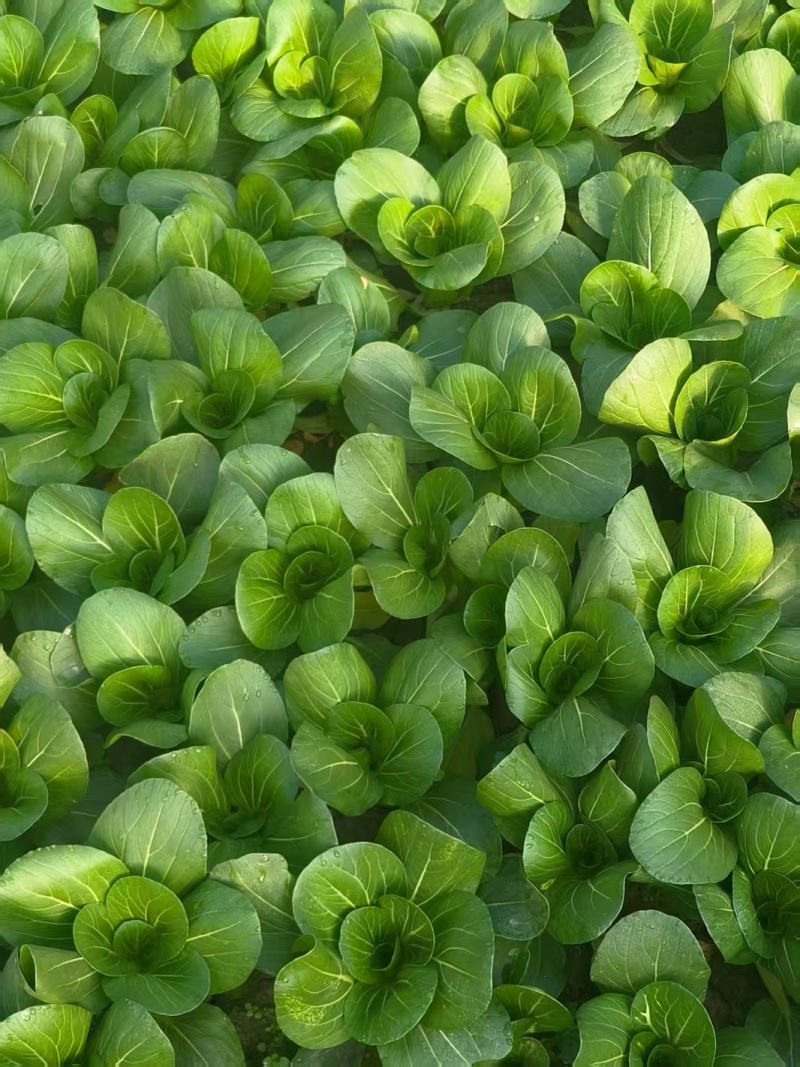 青菜，上海青，油菜改良金品28，品质保障，欢迎咨询