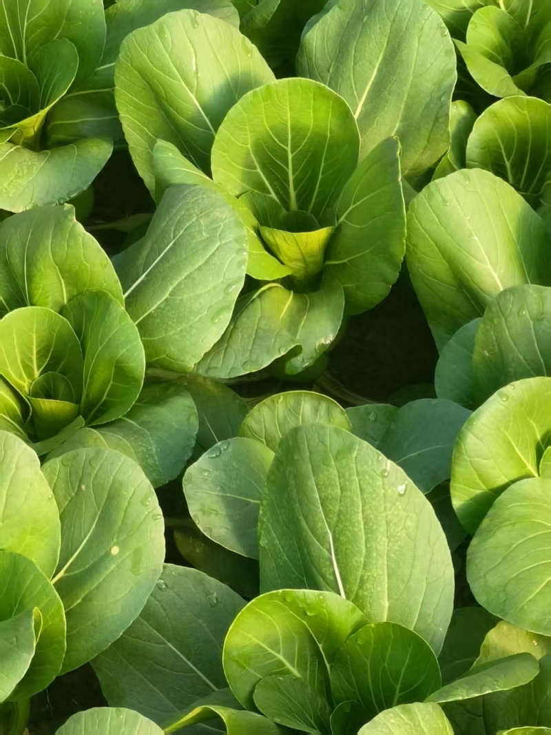 青菜，上海青，油菜改良金品28，品质保障，欢迎咨询