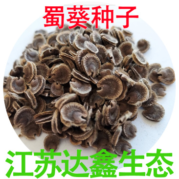 蜀葵种子花卉籽公路旁绿化二年生观赏花种子蜀葵花种子花卉种