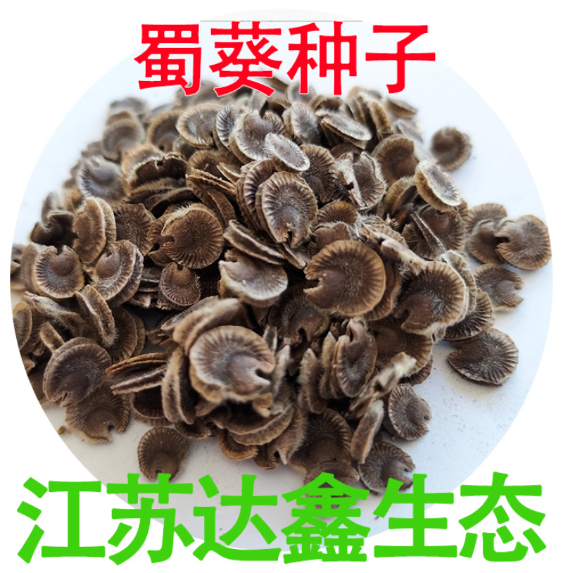 蜀葵种子花卉籽公路旁绿化二年生观赏花种子蜀葵花种子花卉种
