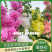 蜀葵种子花卉籽公路旁绿化二年生观赏花种子蜀葵花种子花卉种
