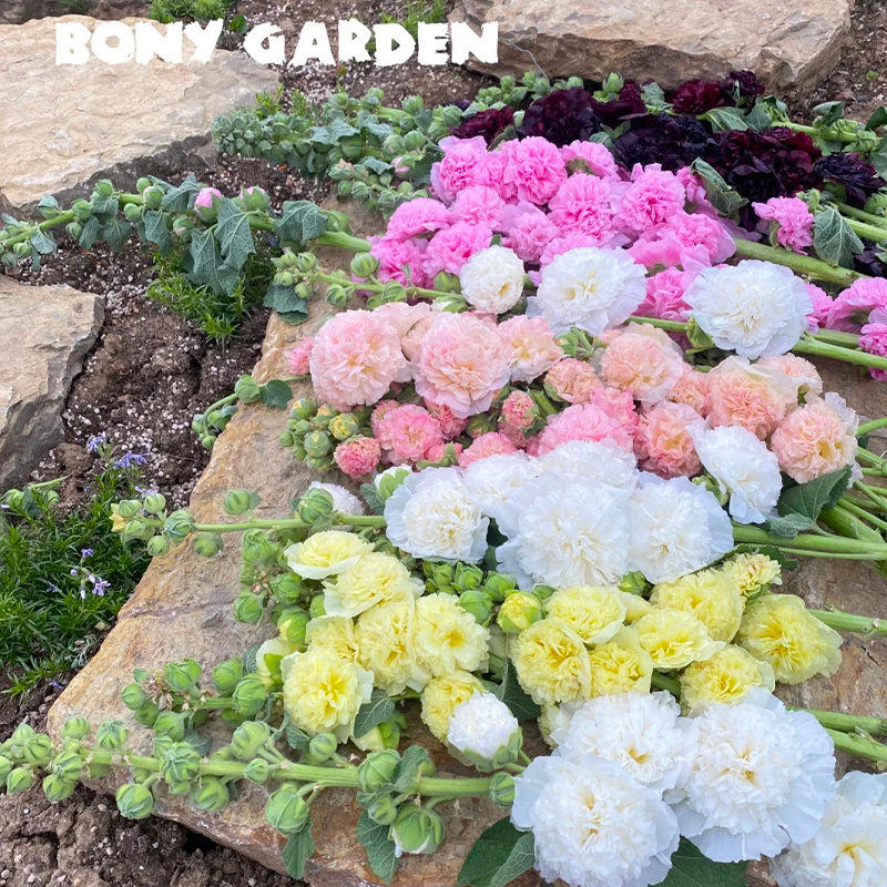 蜀葵种子花卉籽公路旁绿化二年生观赏花种子蜀葵花种子花卉种