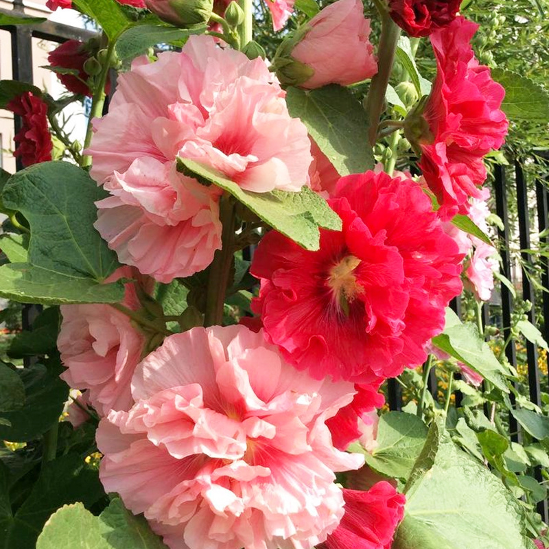 蜀葵种子花卉籽公路旁绿化二年生观赏花种子蜀葵花种子花卉种