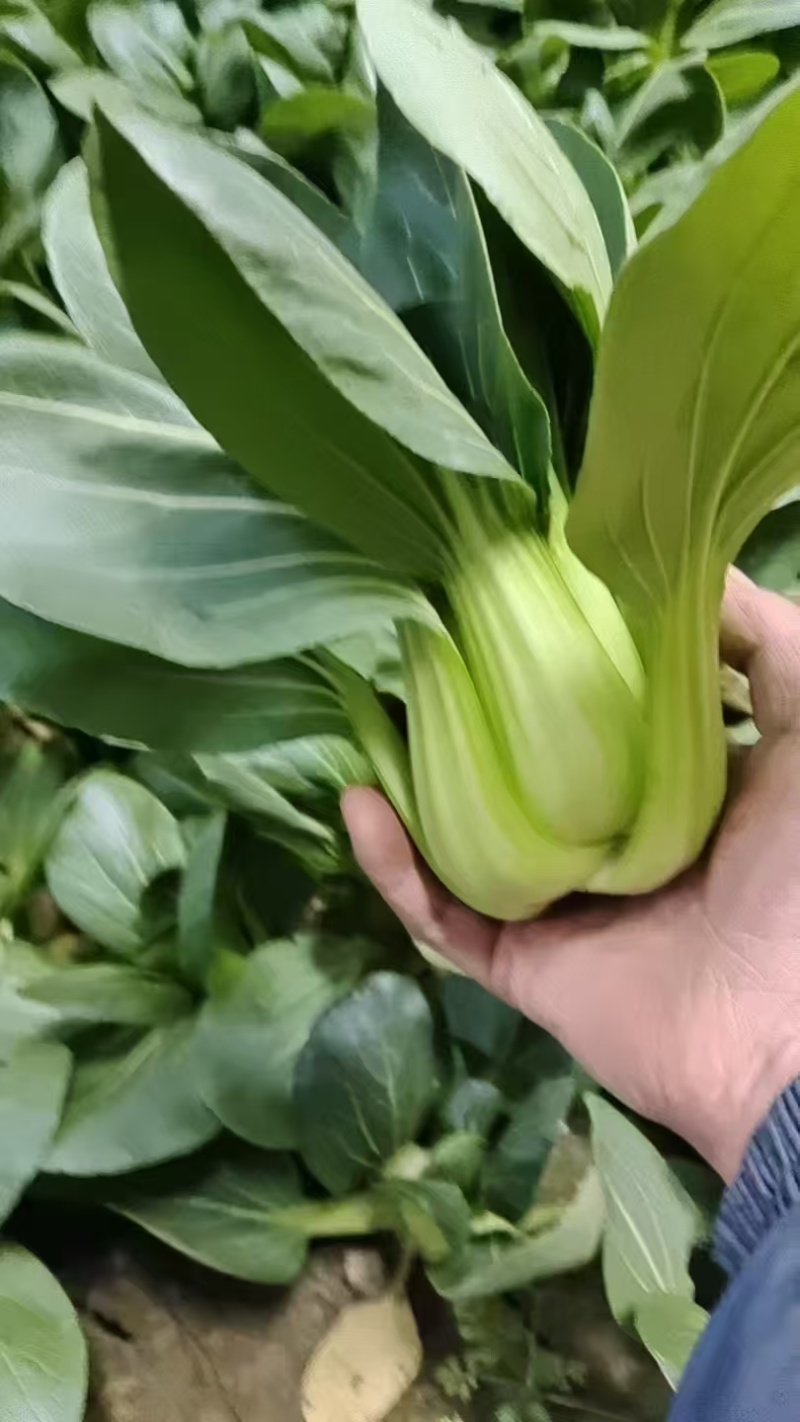 油菜，