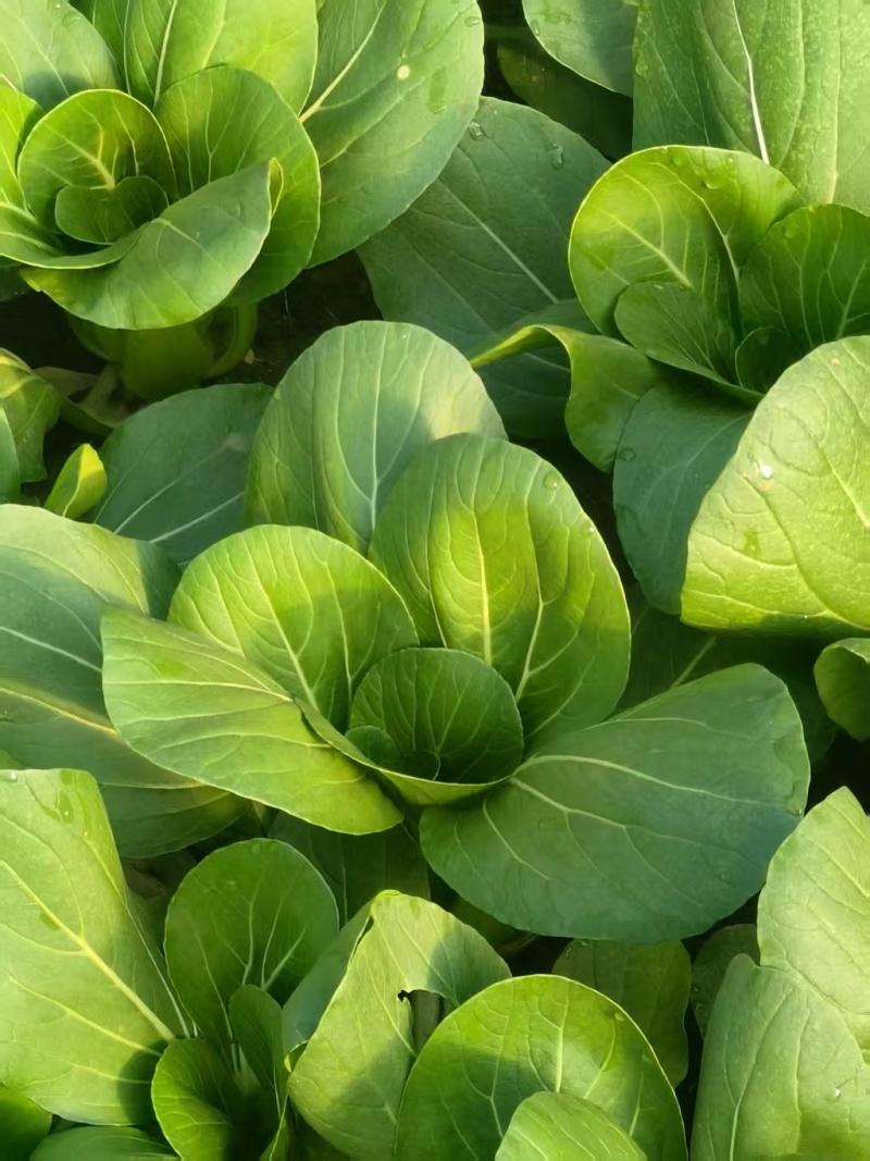油菜，