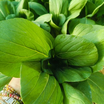油菜,