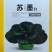 苏墨苏州青种子硕源耐寒大头黑叶菜矮脚苏州青菜秋冬蔬菜种子