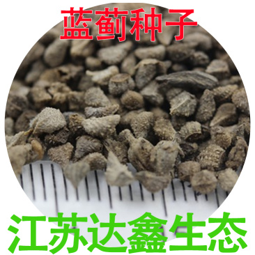 批发蓝蓟种子花卉种籽蓝鲫花种子观花景观植物花卉种子