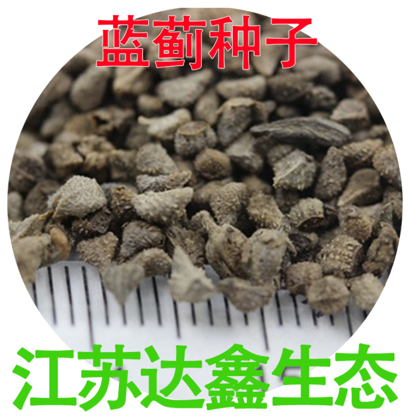 批发蓝蓟种子花卉种籽蓝鲫花种子观花景观植物花卉种子