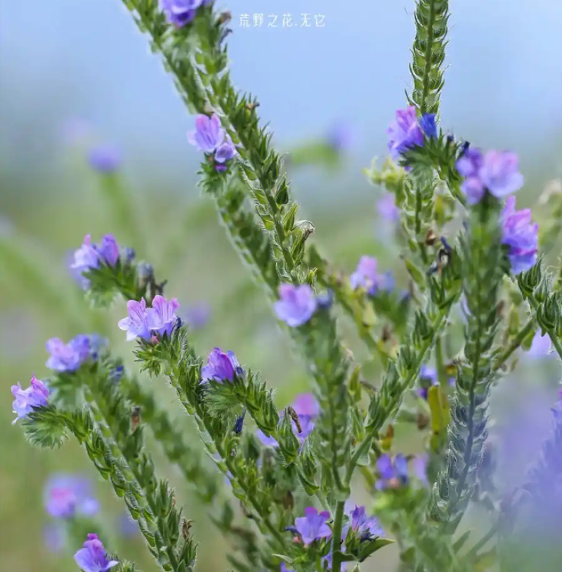 批发蓝蓟种子花卉种籽蓝鲫花种子观花景观植物花卉种子