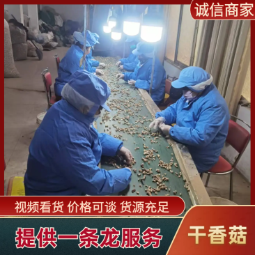 优质香菇腿