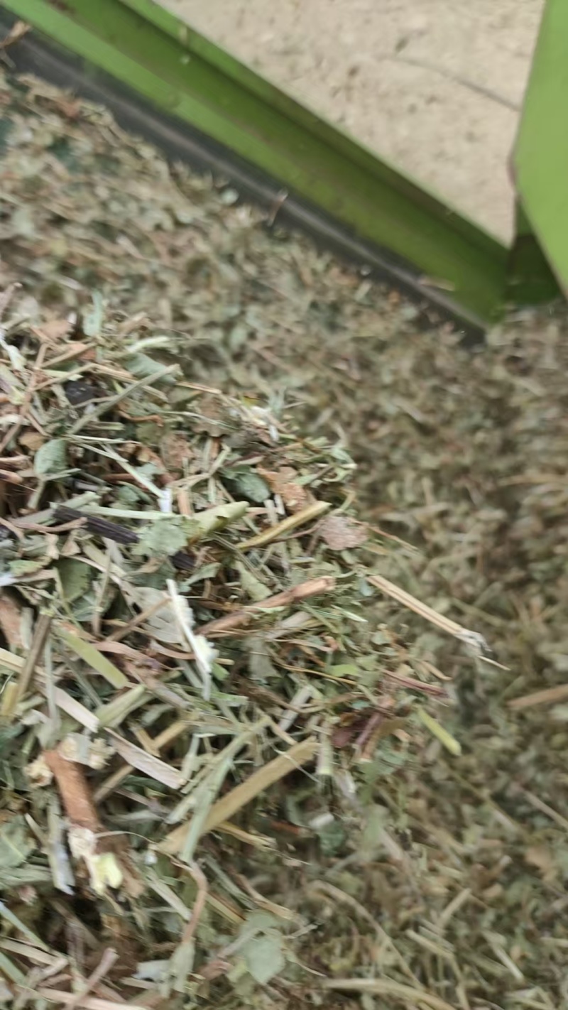风选柔丝花生秧，价格随行就市，量大从优真诚，真诚做生意