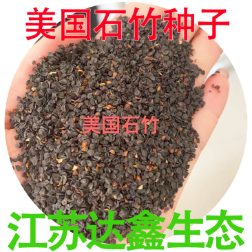 批发绿化美国石竹种子园林工程花卉草种籽美国石竹花卉种