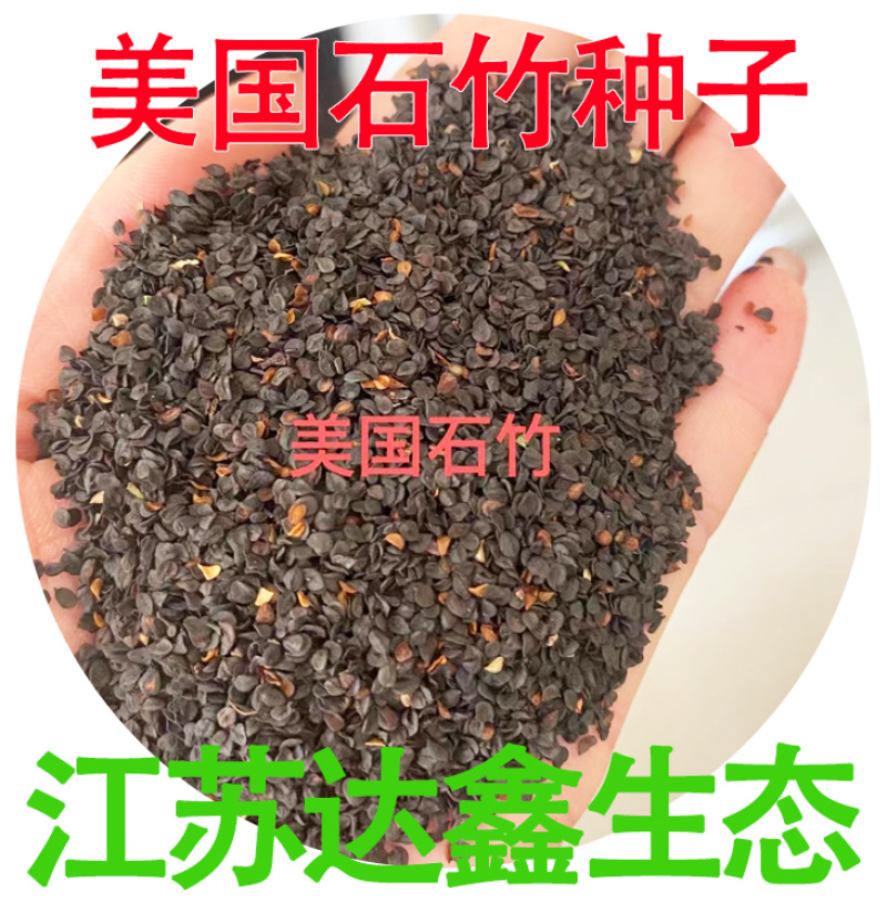 批发绿化美国石竹种子园林工程花卉草种籽美国石竹花卉种