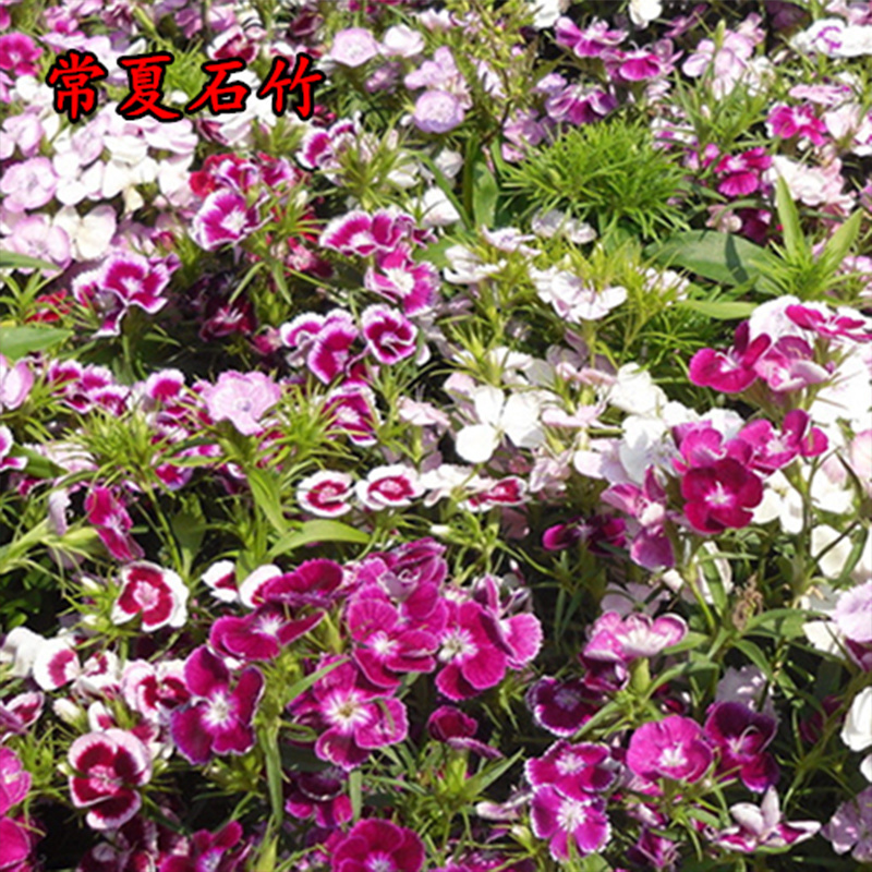 批发绿化美国石竹种子园林工程花卉草种籽美国石竹花卉种