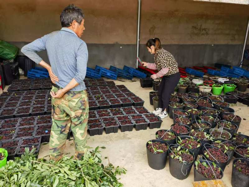 杨梅云南杨梅大量现货供应，一手货源规格齐全，可视频看货