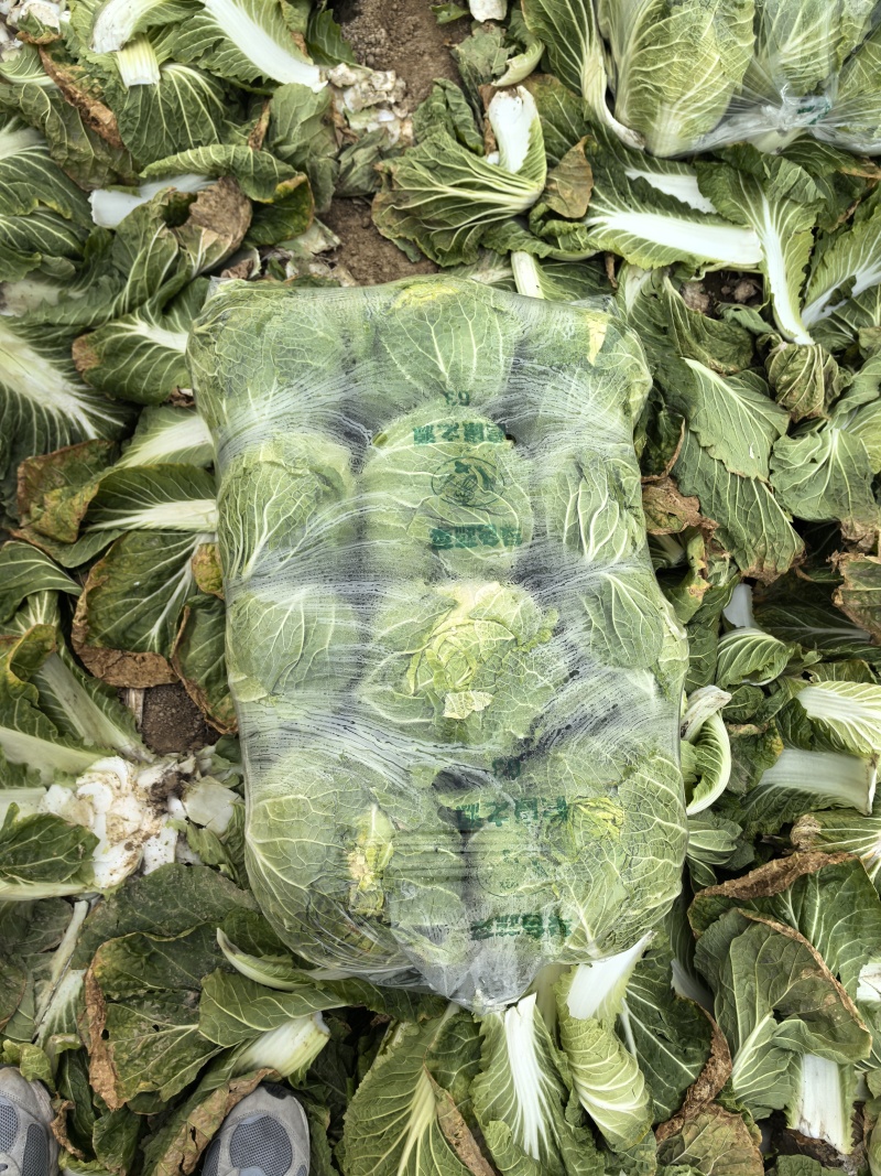 精品大白菜大量上市，全国发货，量大从优，，欢迎致电