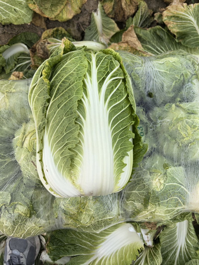 精品大白菜大量上市，全国发货，量大从优，，欢迎致电