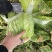 精品大白菜大量上市，全国发货，量大从优，，欢迎致电