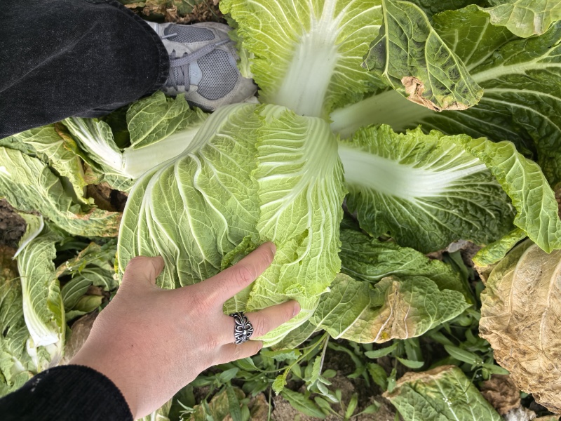 精品大白菜大量上市，全国发货，量大从优，，欢迎致电