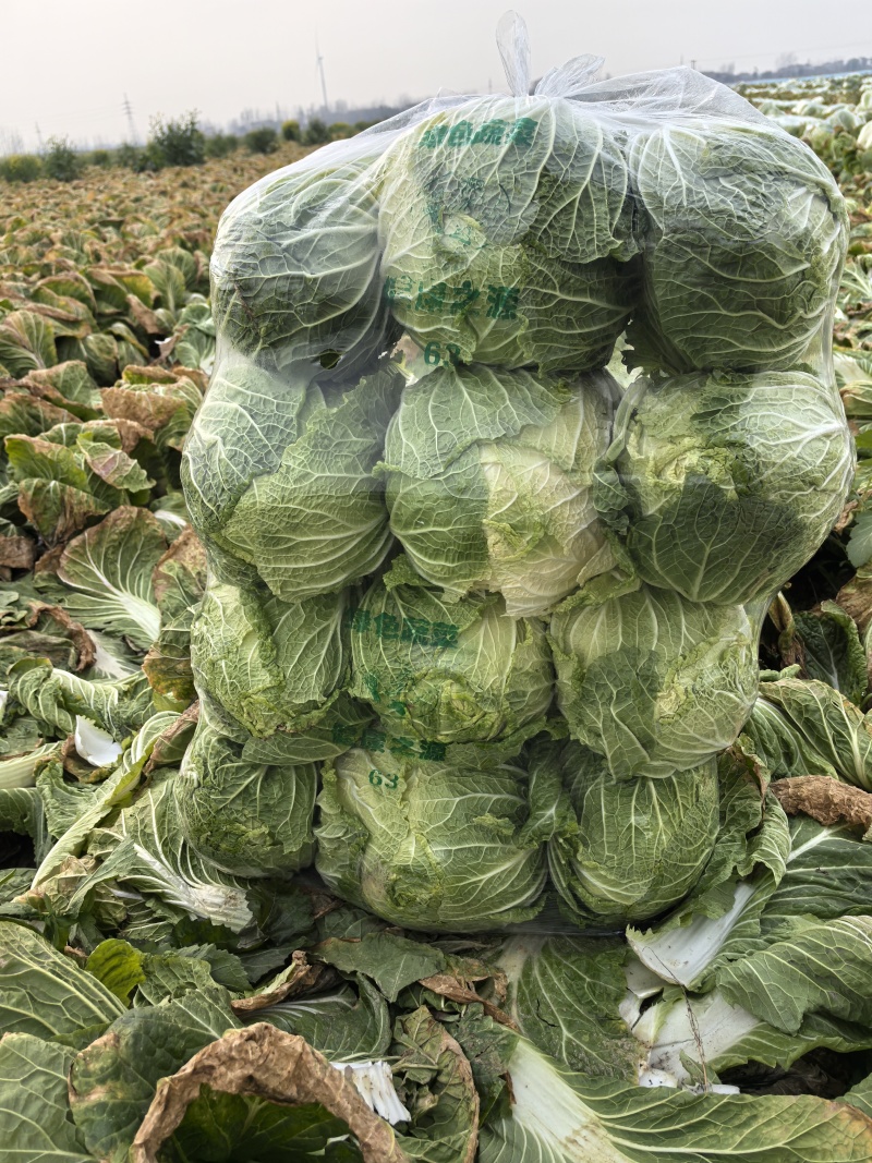精品大白菜大量上市，全国发货，量大从优，，欢迎致电