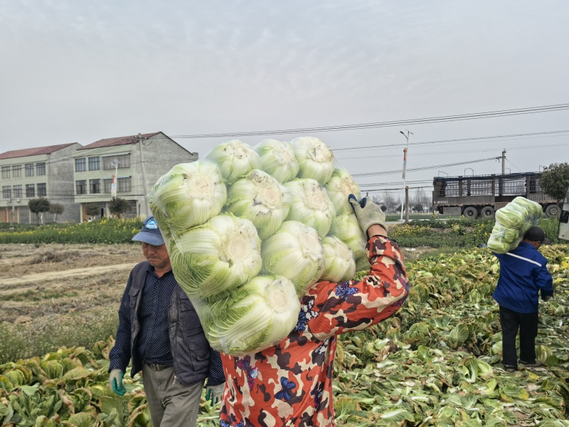 精品大白菜大量上市，全国发货，量大从优，，欢迎致电