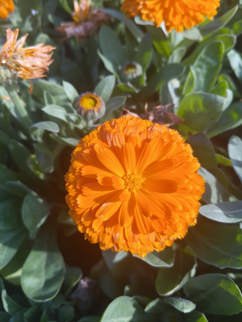 金盏菊、大金盏花、水涨菊、山金菊、金盏花