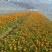 金盏菊、大金盏花、水涨菊、山金菊、金盏花