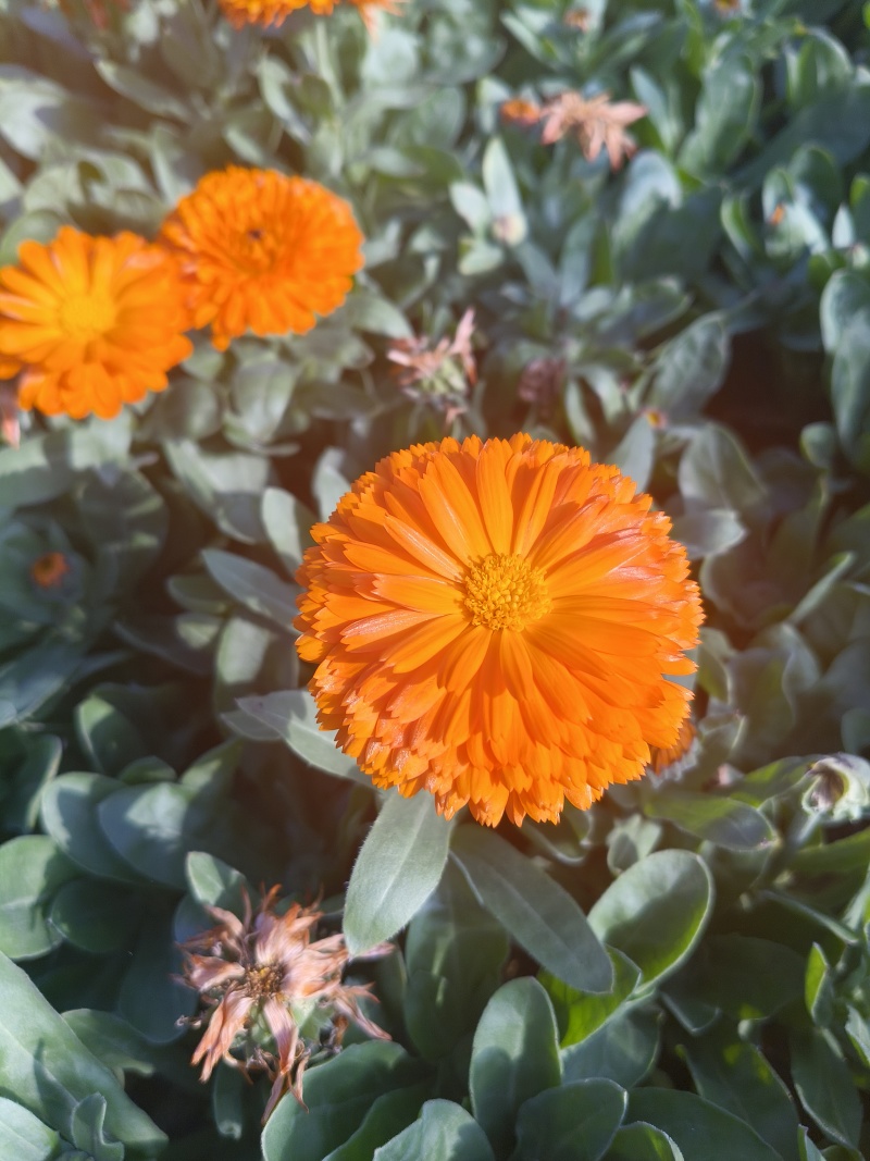 金盏菊、大金盏花、水涨菊、山金菊、金盏花