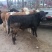 西门塔尔牛犊，大量有货，可视频看货，欢迎各位老板咨询