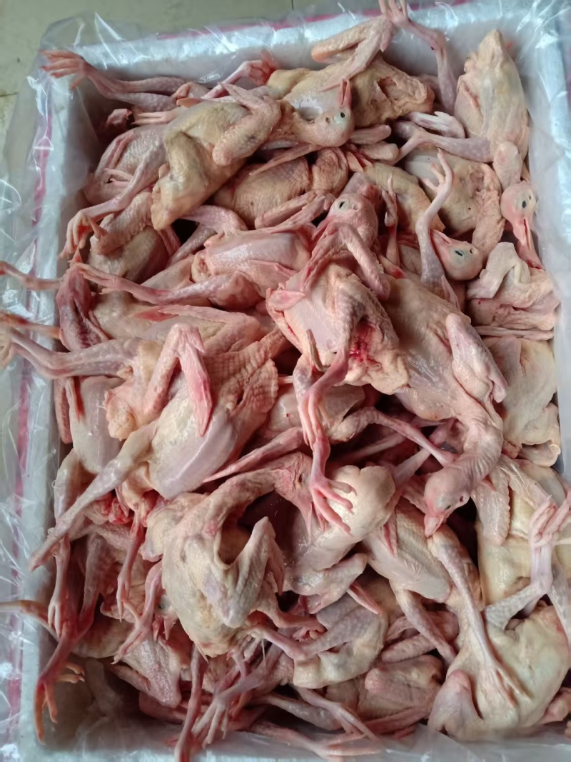 乳鸽鸽子产地直销大量走货一手货源欢迎各大老板咨询采购