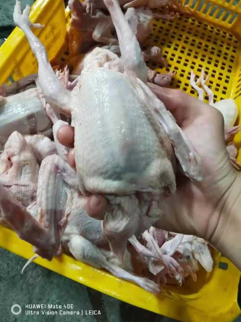 乳鸽鸽子产地直销大量走货一手货源欢迎各大老板咨询采购