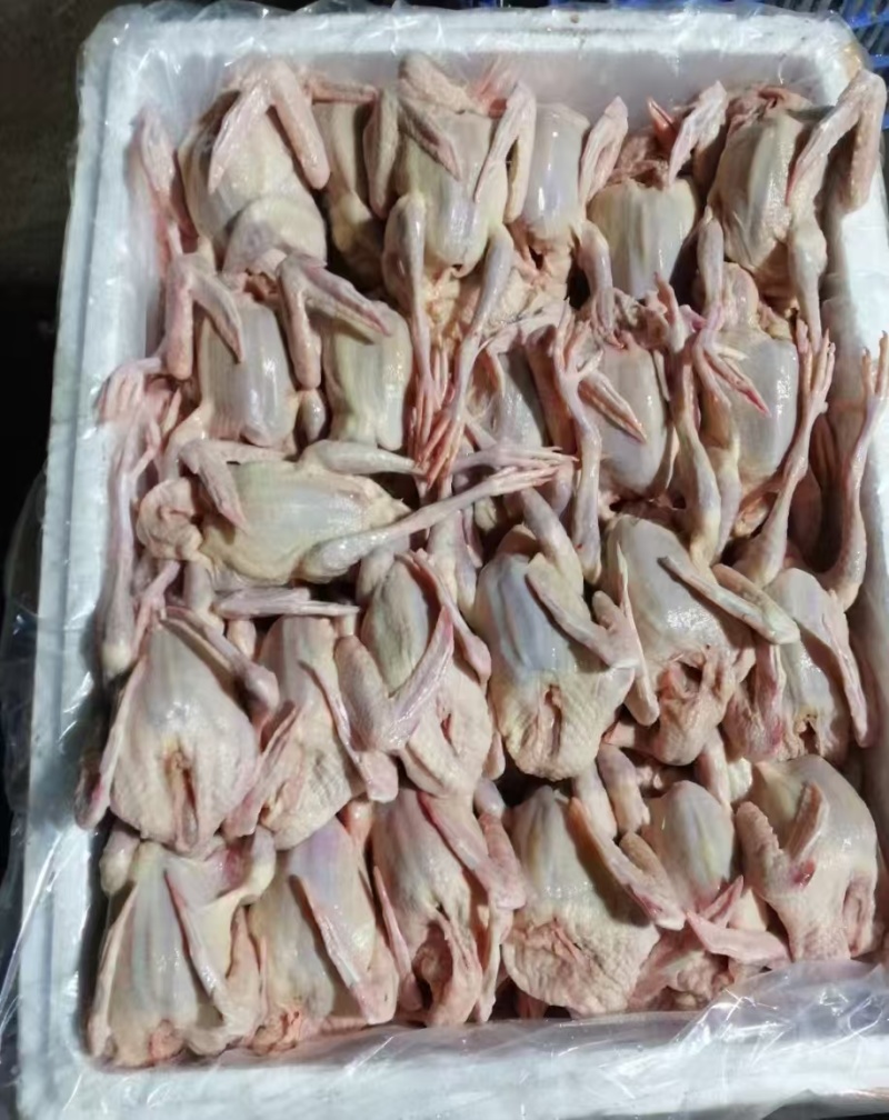 乳鸽鸽子产地直销大量走货一手货源欢迎各大老板咨询采购