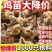 红瑶鸡苗青脚红毛大公鸡苗厂家直销欢迎实地考察包打疫苗