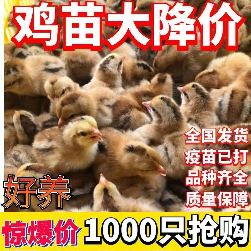 红瑶鸡苗青脚红毛大公鸡苗厂家直销欢迎实地考察包打疫苗