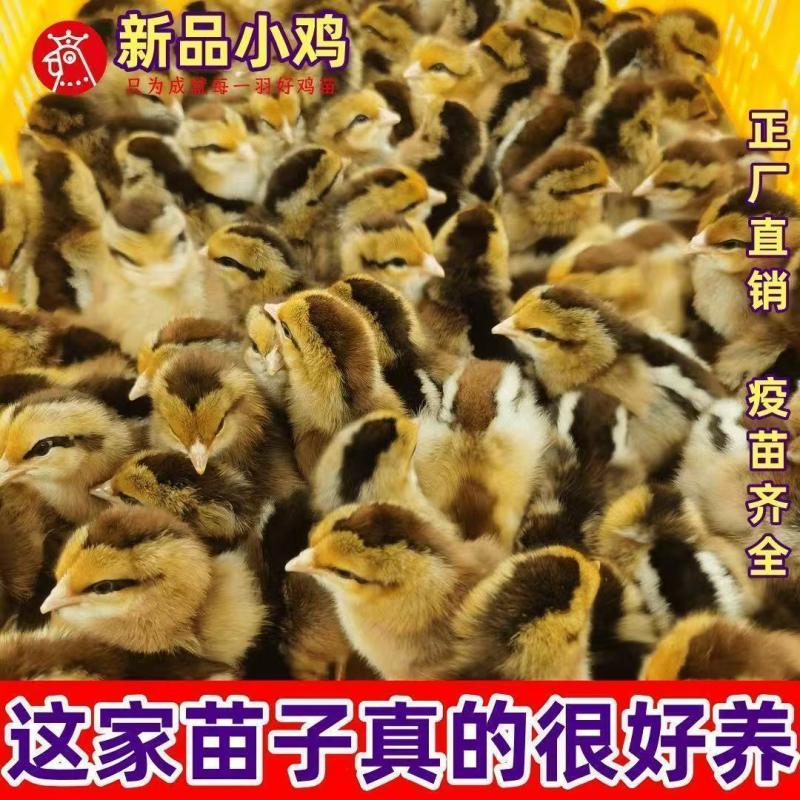 九斤红鸡苗九斤红毛大公鸡苗品质保证支持远程技术指导包成活